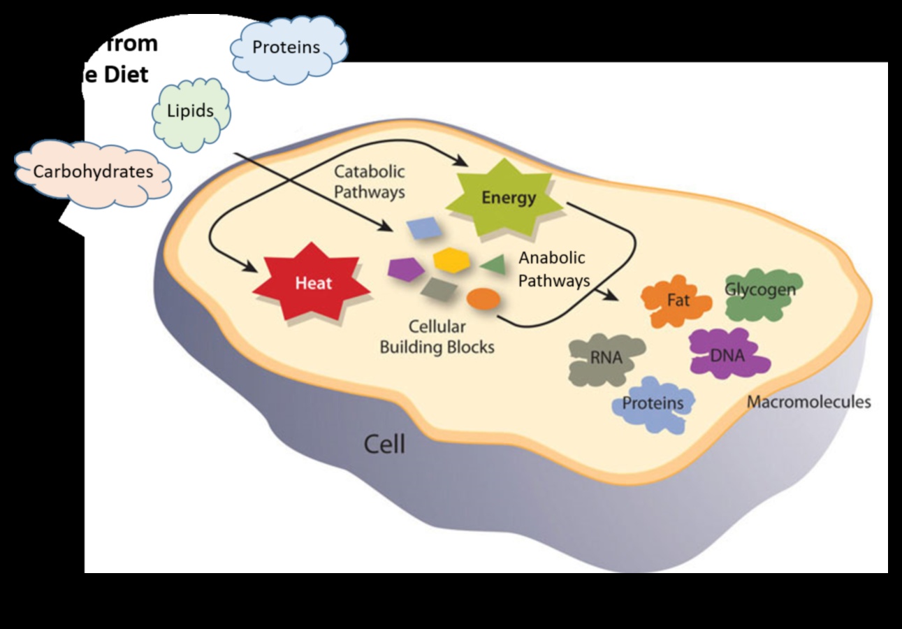 The Molecular Canvas Nutrition Biochemistry in a New Light 2 The Molecular Canvas: Painting a Portrait of Nutrition Biochemistry