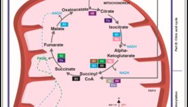 Διατροφική Αλχημεία Η Έλξη της Διατροφικής ΒιοχημείαςΠώς το πλαίσιο μετατρέπει την τροφή προκάλεσε δύναμη, ευεξία και δύναμη. 1 Διατροφική Αλχημεία: Η Μαγεία της Διατροφικής Βιοχημείας