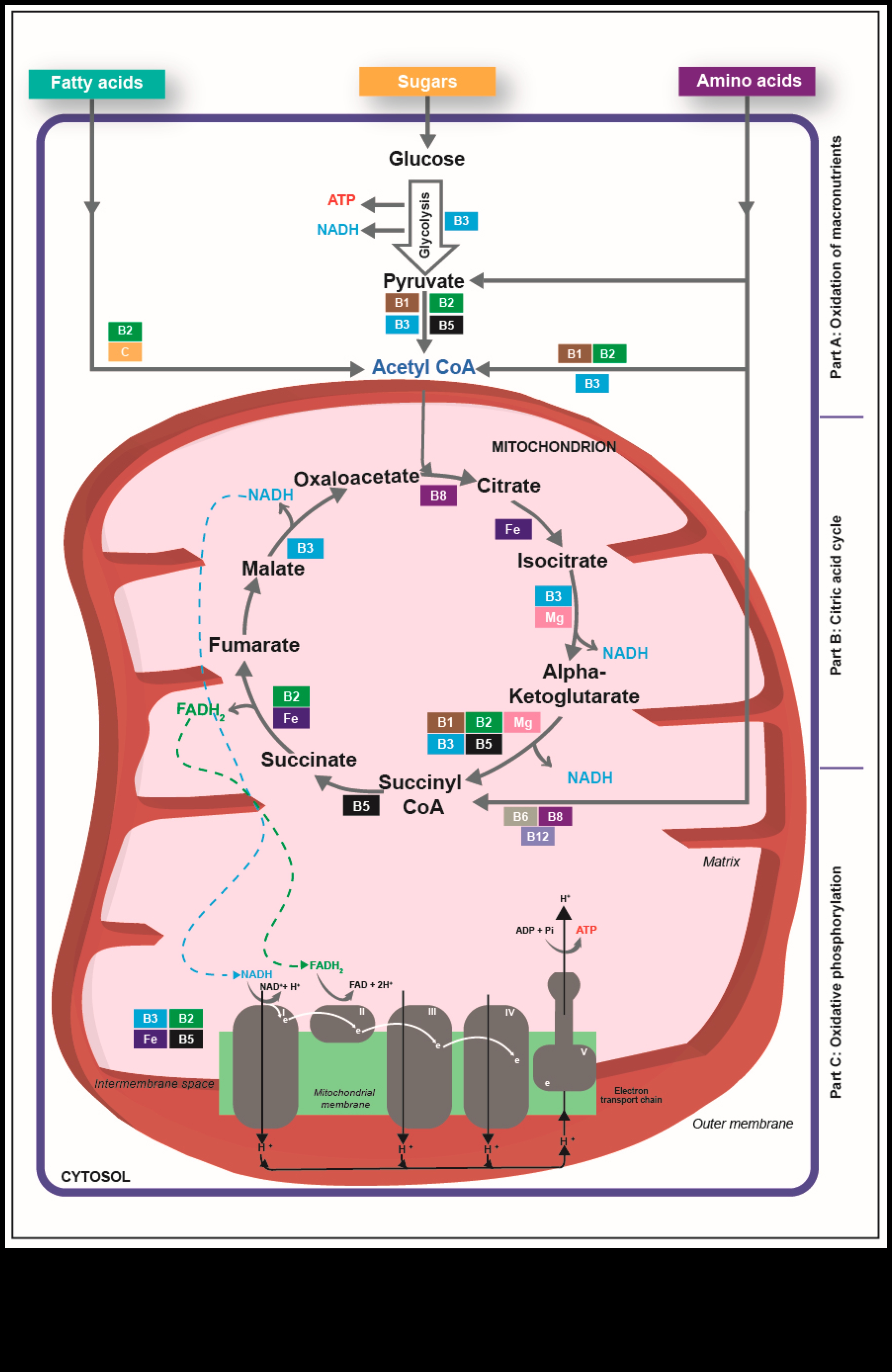 Διατροφική Αλχημεία: Η Μαγεία της Διατροφικής Βιοχημείας